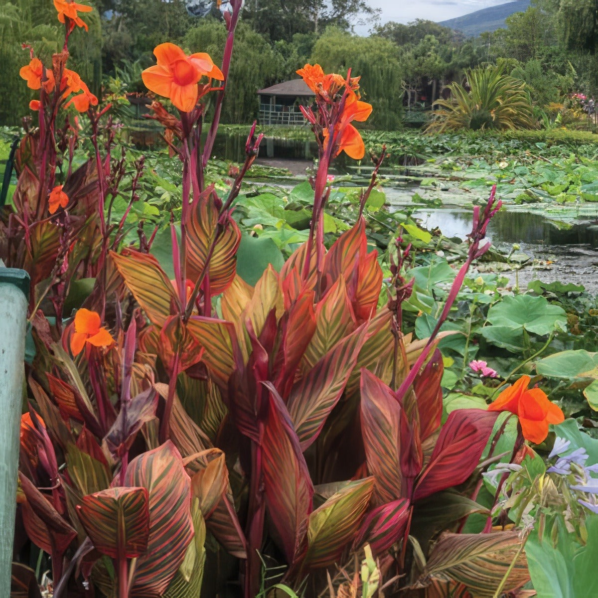 Canna Tropicanna Pkclitro - Garden Express Australia
