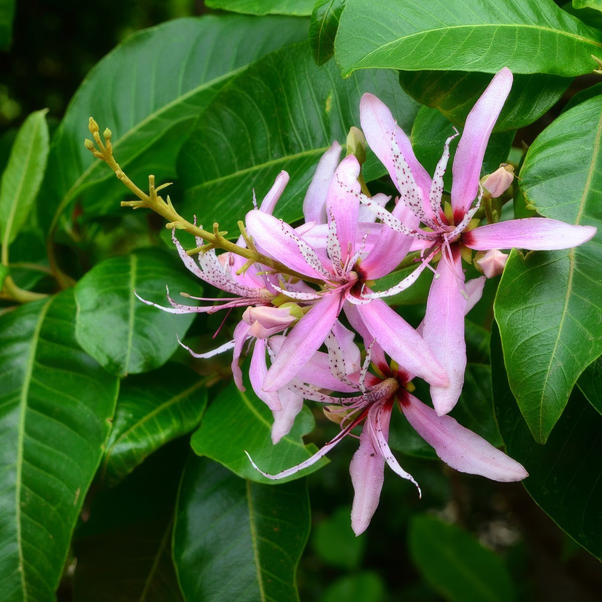 Cape Chestnut Tsecapche - Garden Express Australia