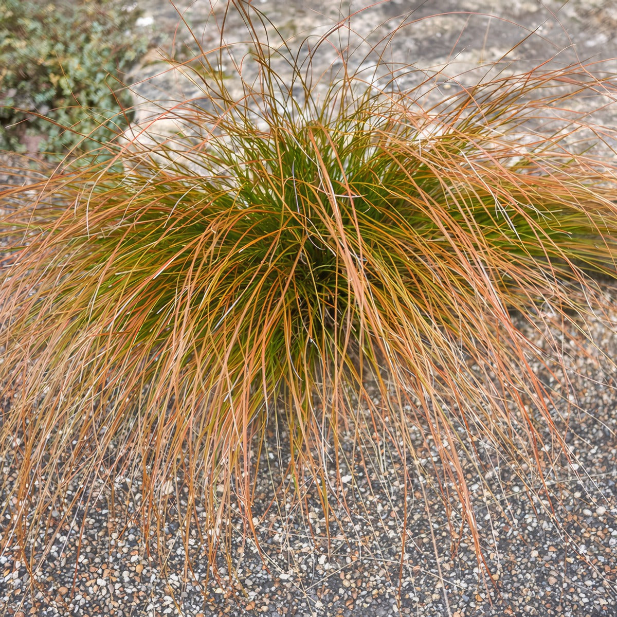 Carex Buchananii Leatherleaf Sedge - Garden Express Australia
