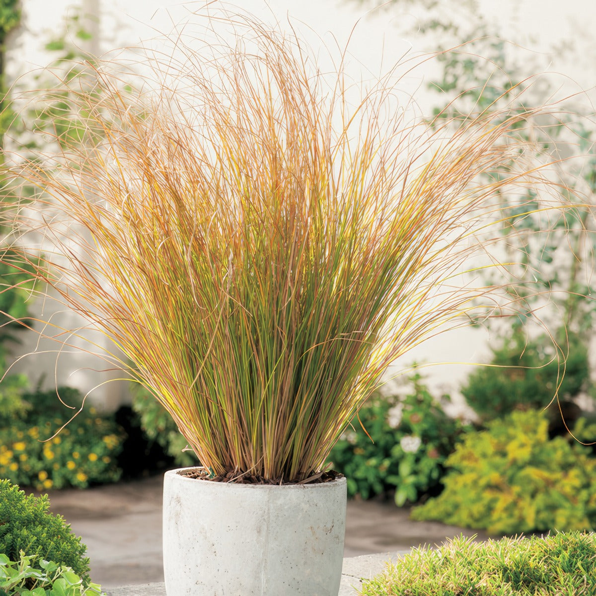 Carex Testacea Orange Sedge - Garden Express Australia