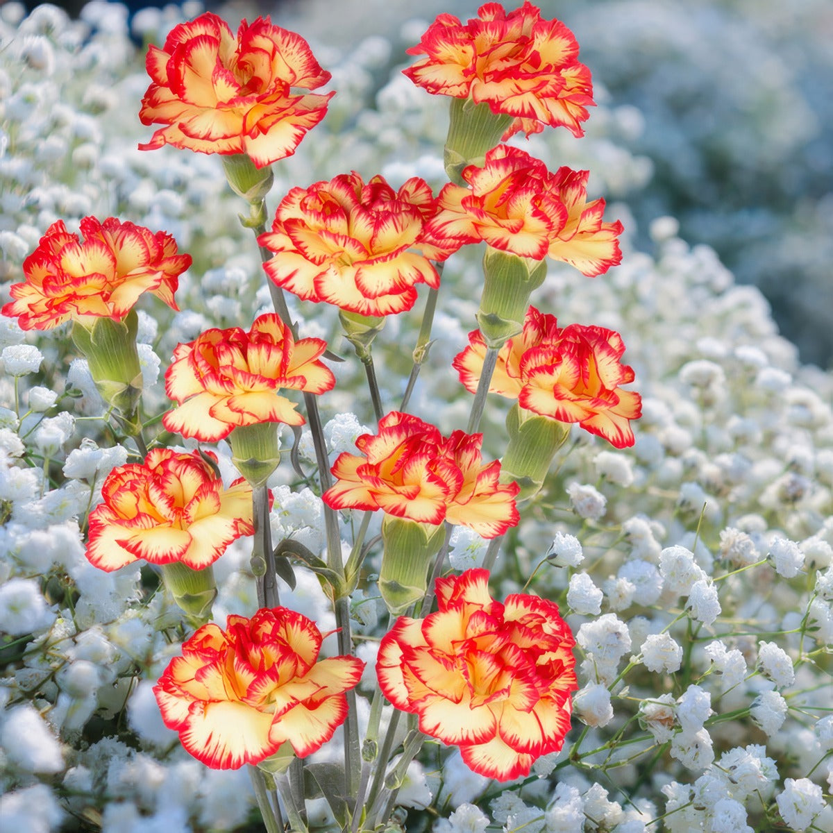 Carnation Boogie P18carboo - Garden Express Australia