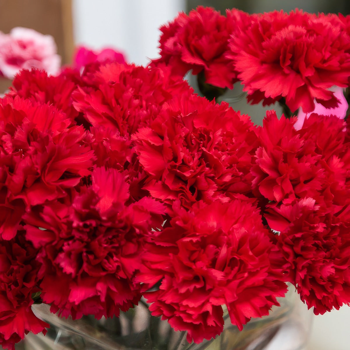 Carnation Gennaro P68cargen - Garden Express Australia