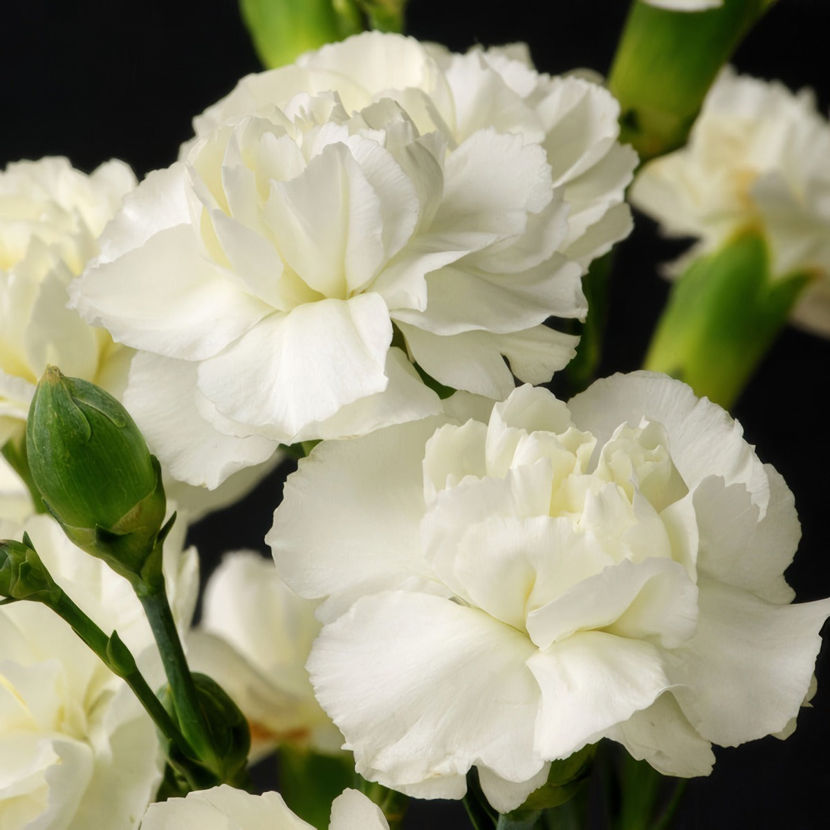 Carnation Holly P18carhol - Garden Express Australia