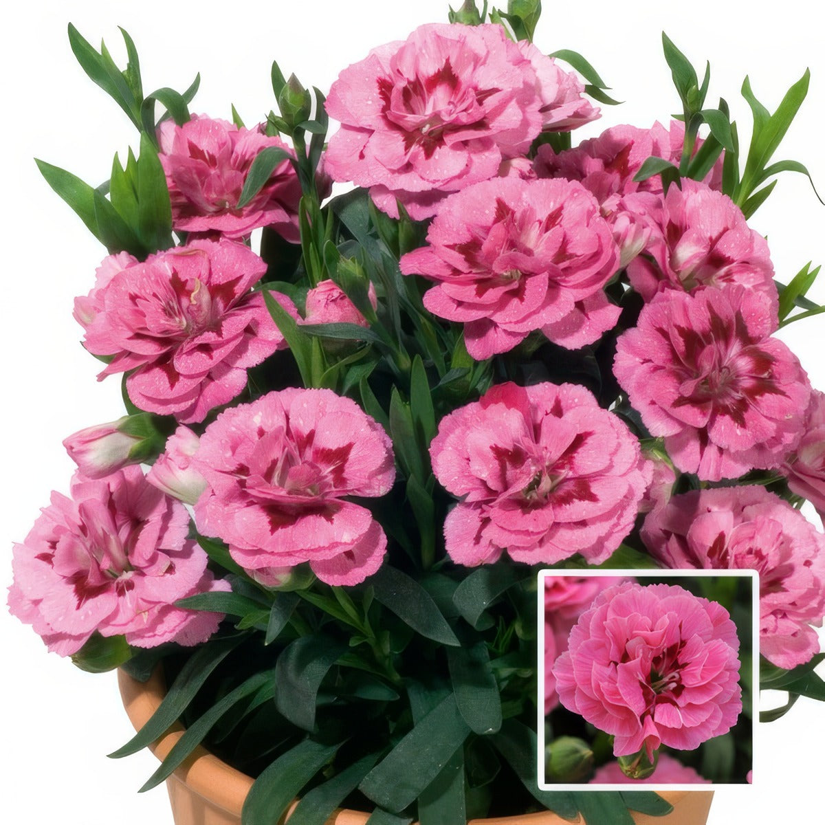 Carnation Oscar Pink & Purple