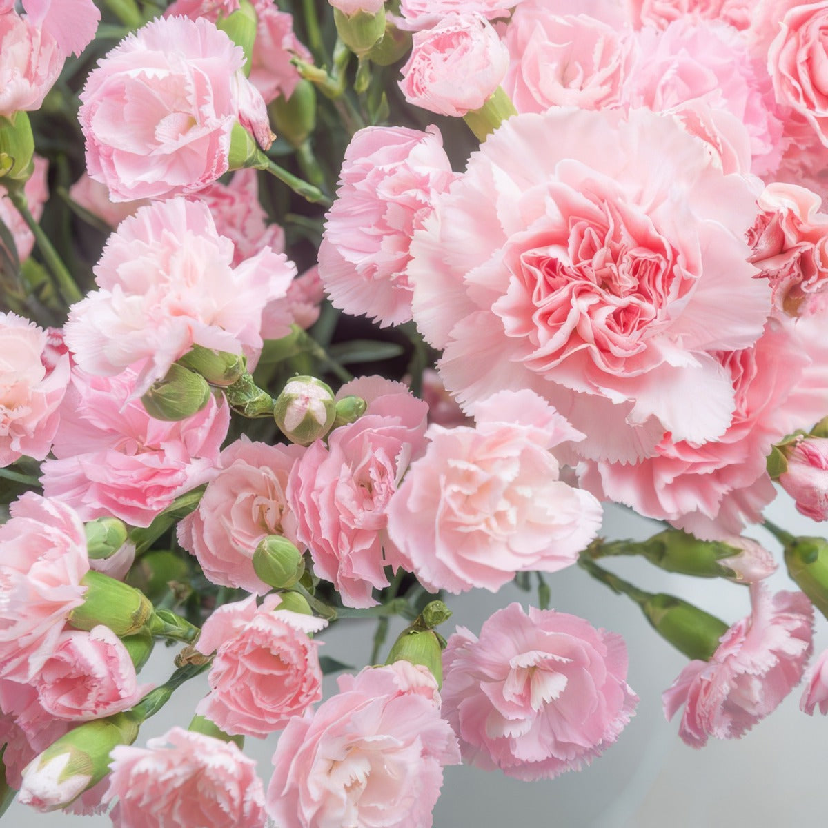 Carnation Promesa 1 P68carpro - Garden Express Australia