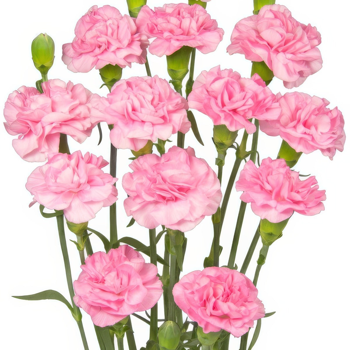 Carnation Promesa P68carpro - Garden Express Australia