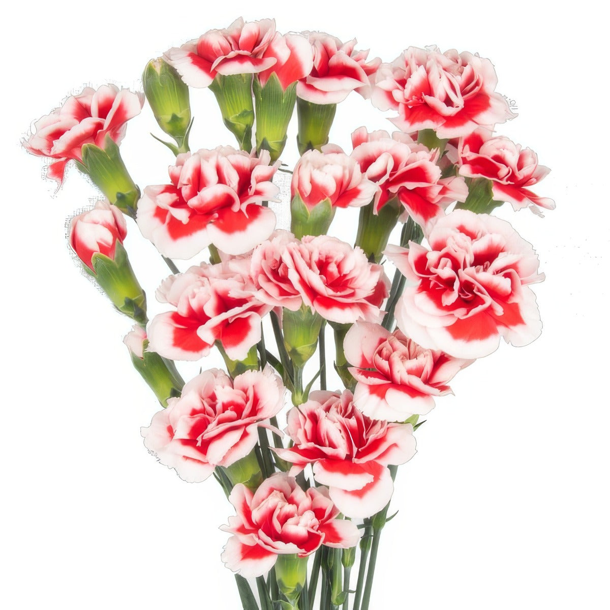 Carnation Swing P68carswi - Garden Express Australia