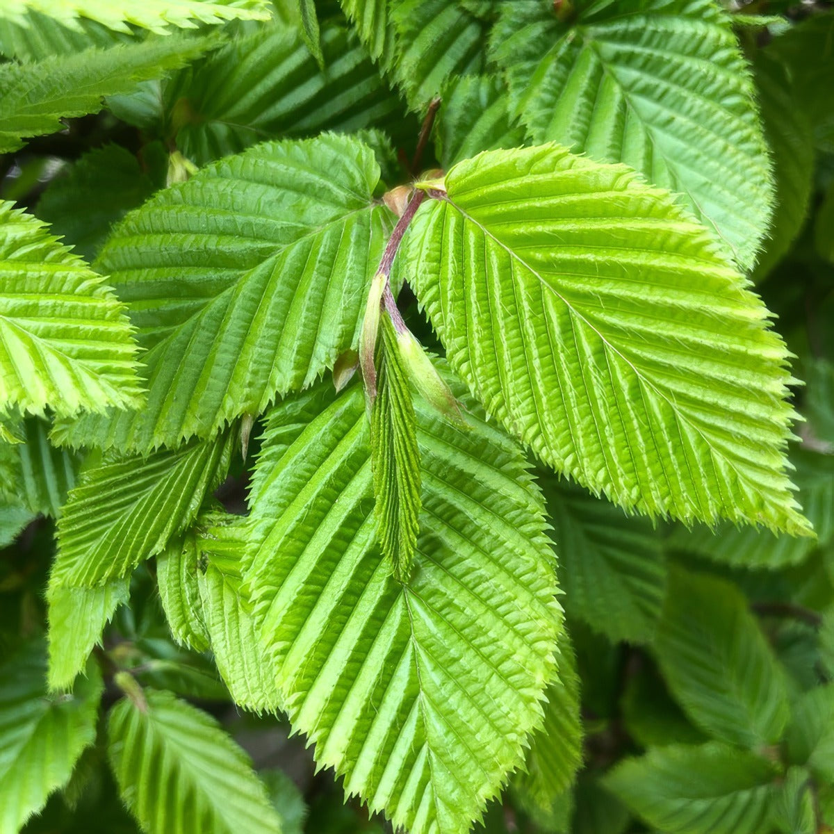 Carpinus Hornbeam - Garden Express Australia