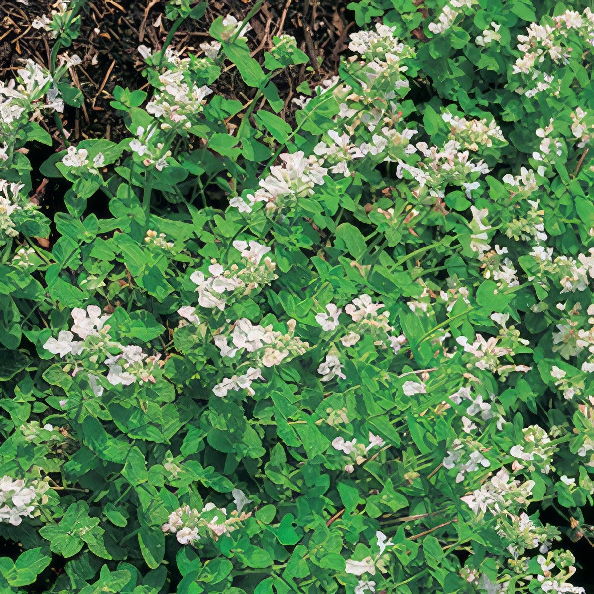 Catmint Snowflake - Garden Express Australia