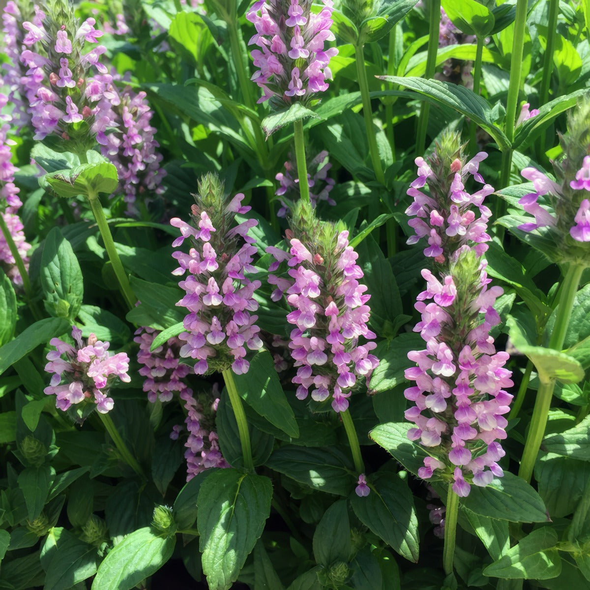 Catmint Nepeta Pink Cat - Garden Express Australia