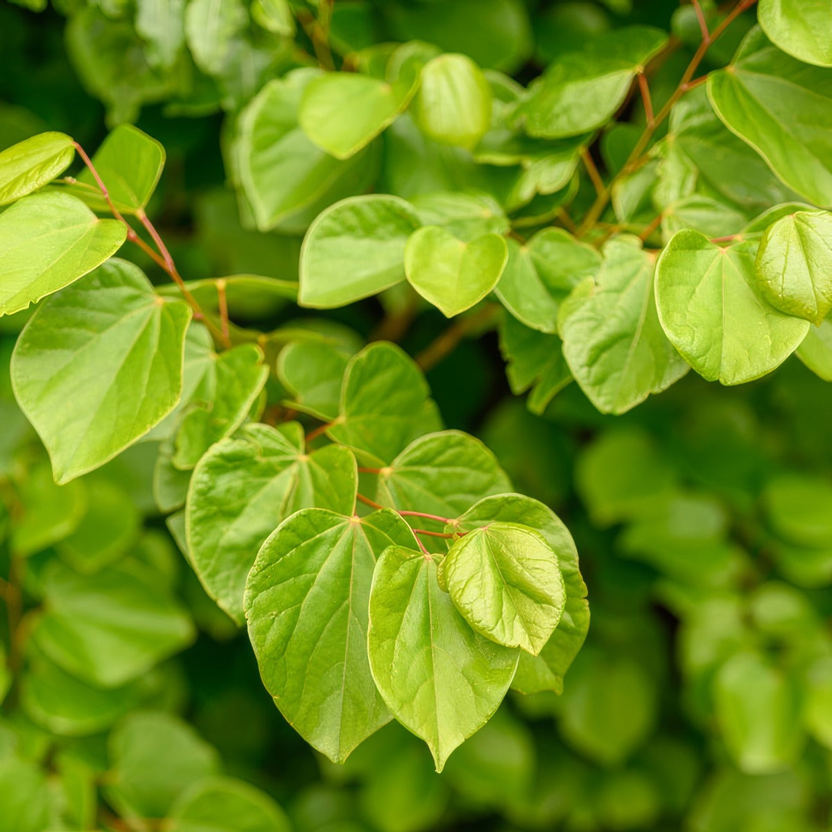 Cercis Faerie Queen 25 Trecerfqu - Garden Express Australia