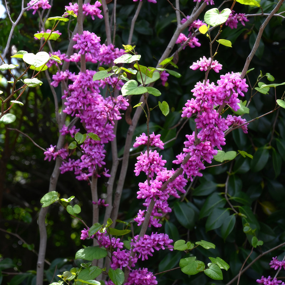 Cercis Faerie Queen - Garden Express Australia