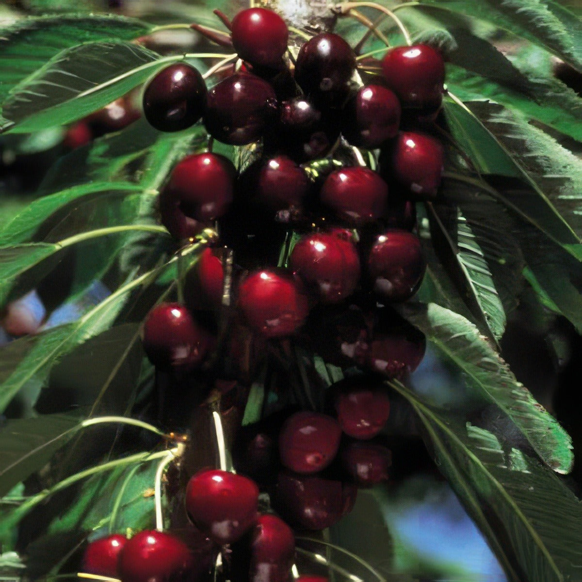 Cherry Lapin - Garden Express Australia