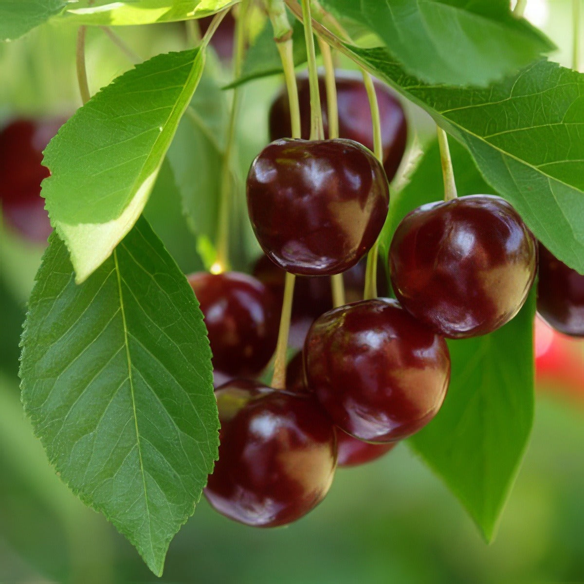Cherry Sunburst St 124766926 15 - Garden Express Australia