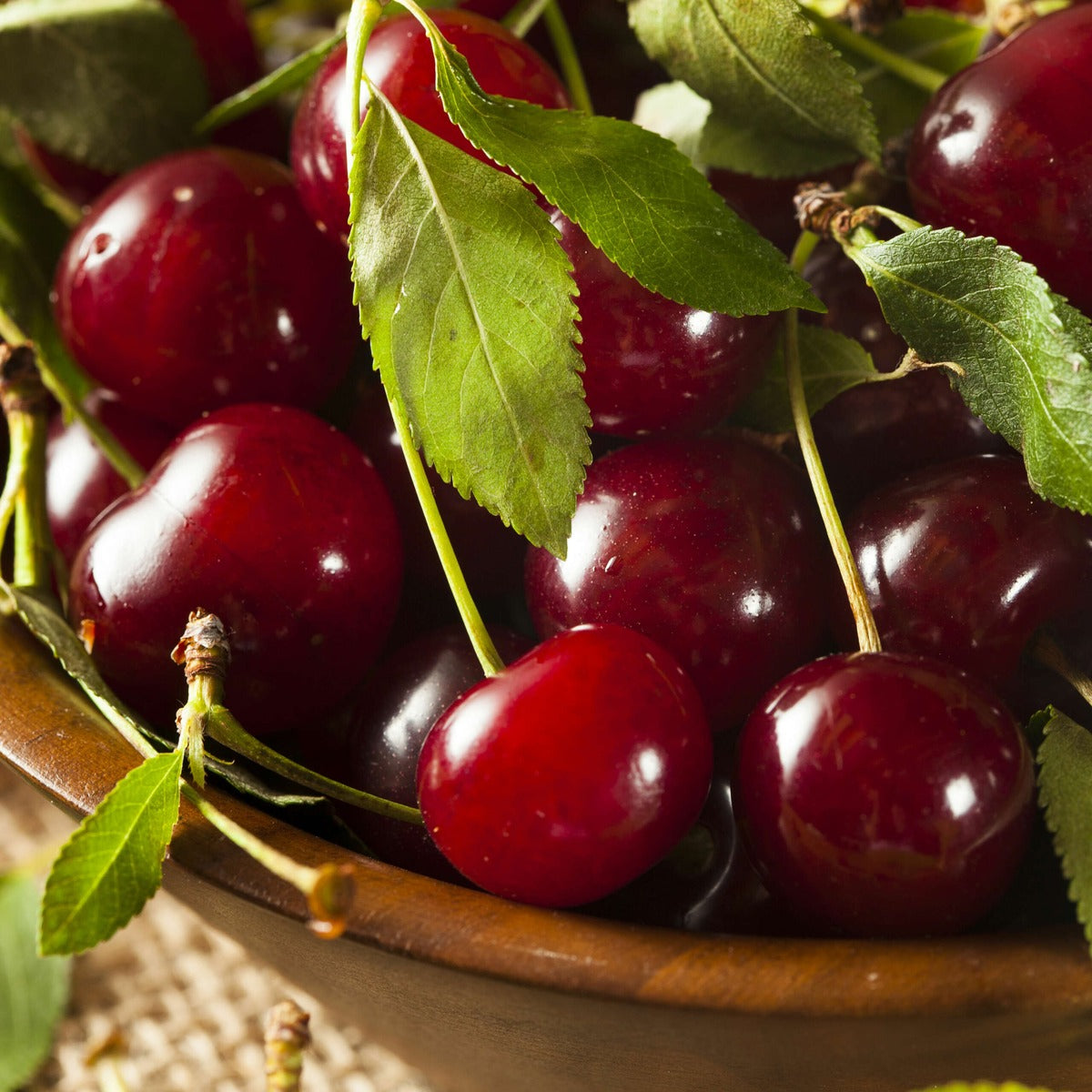 Cherry Starkrimson Trechesta Scaled - Garden Express Australia