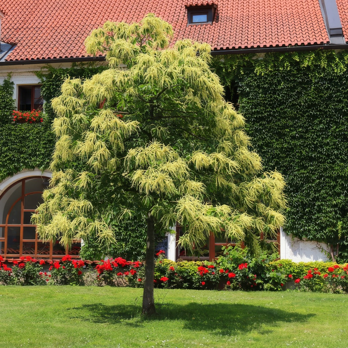 Chestnut Tree - Garden Express Australia