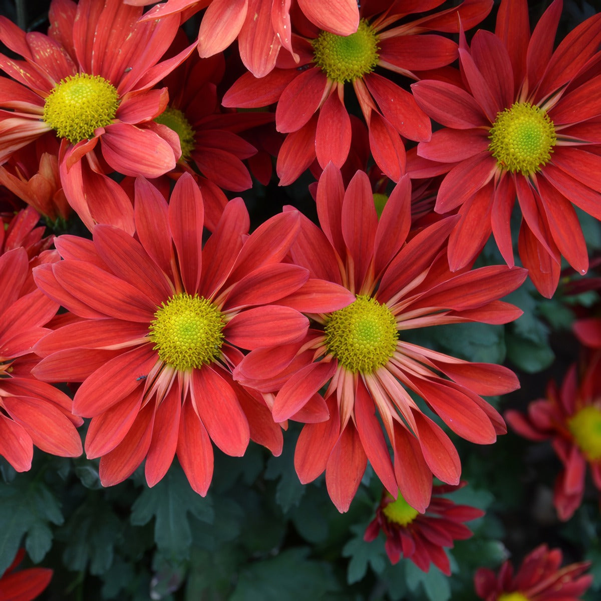 Pot Mum Chrysanthemum Choke Red - Garden Express Australia