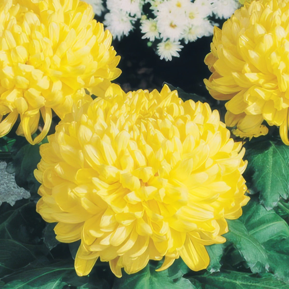 Chrys Pot Mum Kena Yellow Pplpmukye 2020 - Garden Express Australia