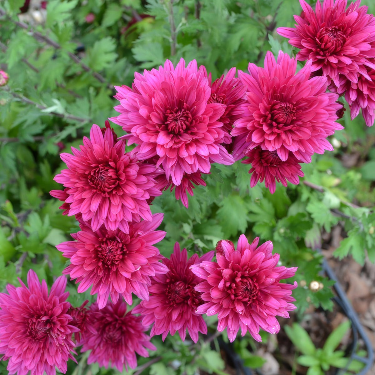 Pot Mum Chrysanthemum Quadrille Purple - Garden Express Australia