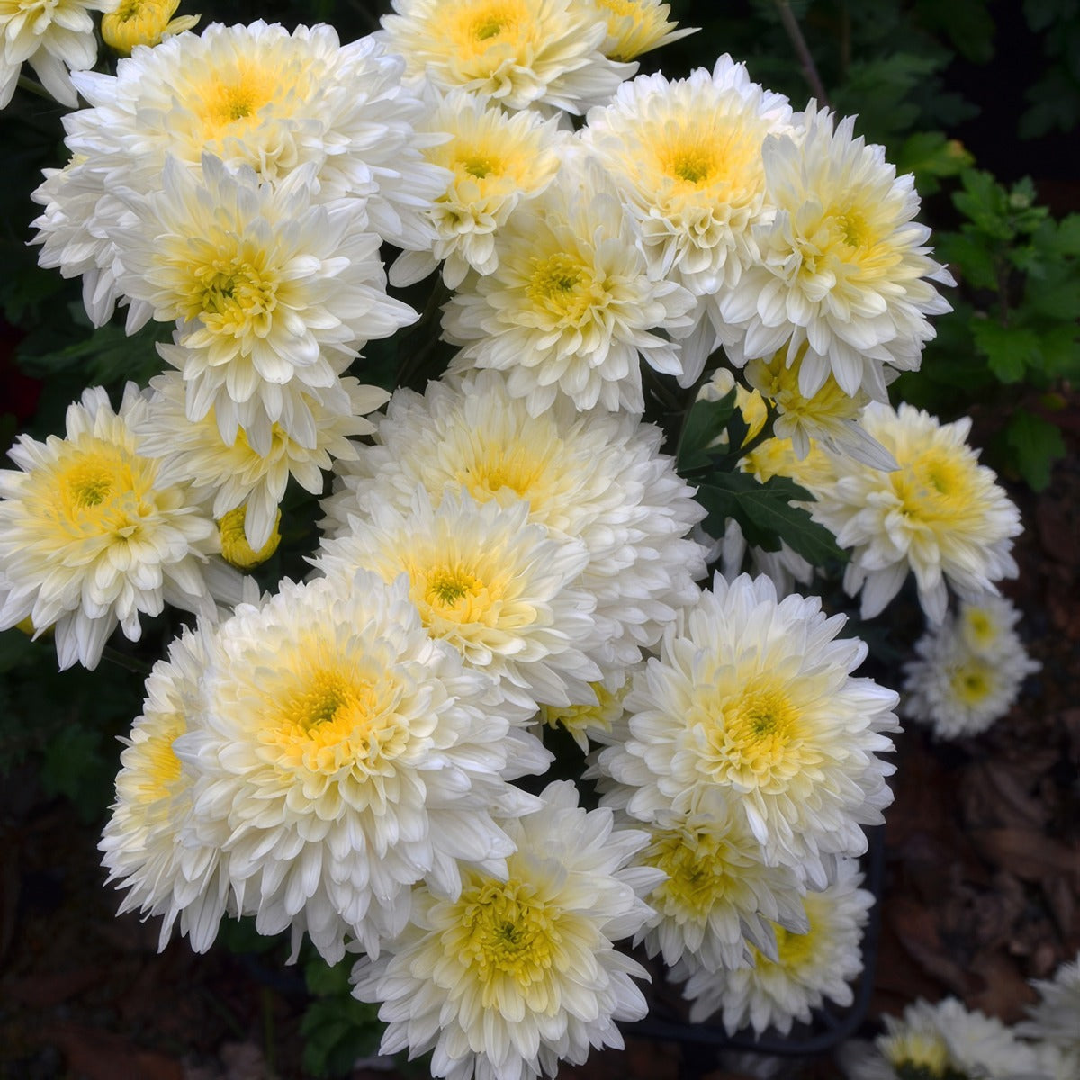 Pot Mum Chrysanthemum Reggae White - Garden Express Australia