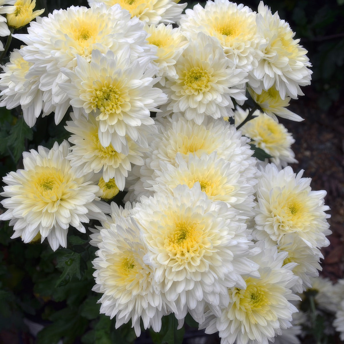 Pot Mum Chrysanthemum Reggae White P10pmurwh - Garden Express Australia