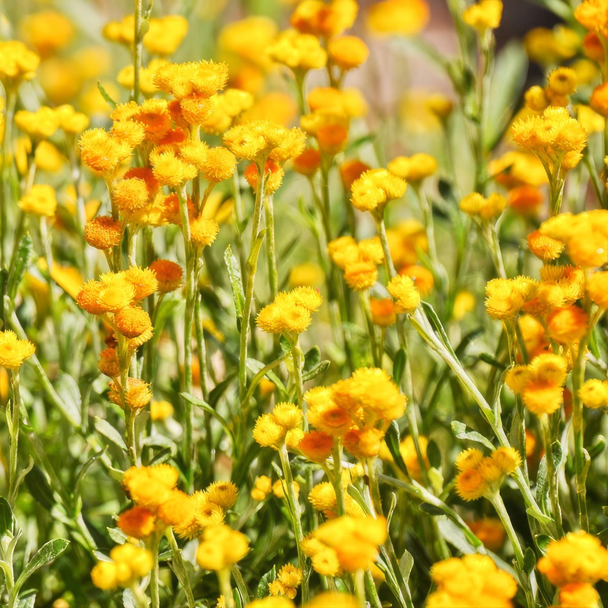 Chrysocephalum Silver Sunburst Lpochrssu - Garden Express Australia