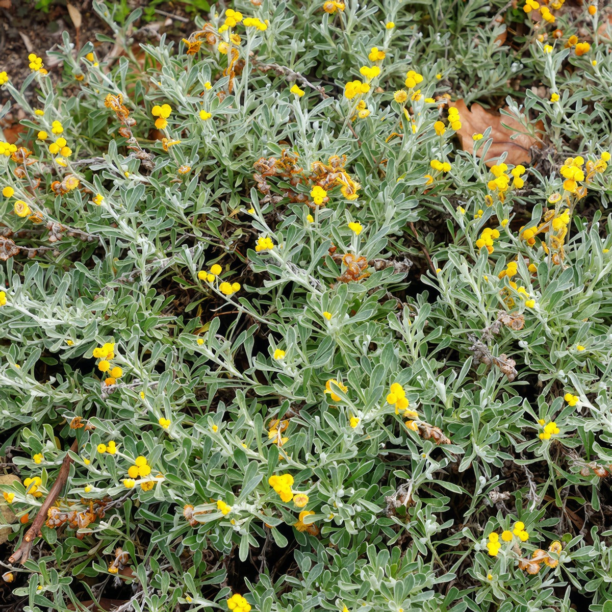 Chrysocephalum Yellow Buttons - Garden Express Australia