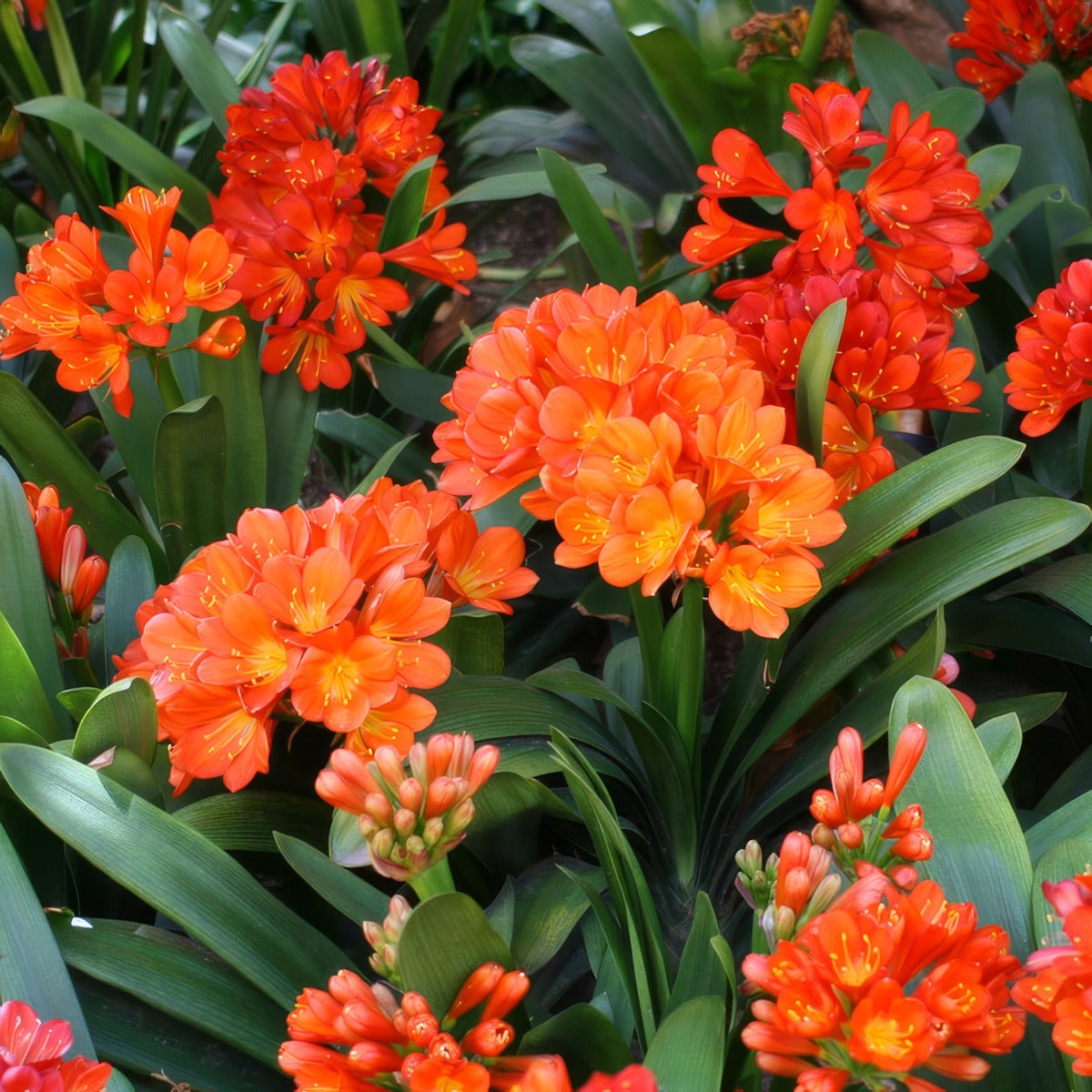 Clivia Orange Pplcliora - Garden Express Australia