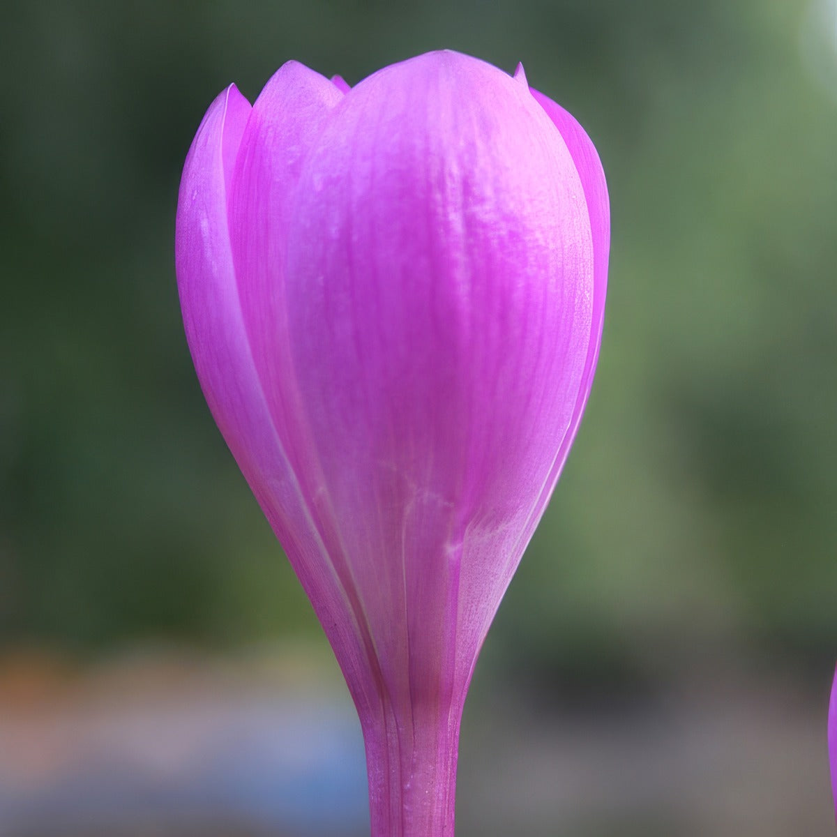 Colchicum Bornmeulleri 2 Pkcolbor - Garden Express Australia