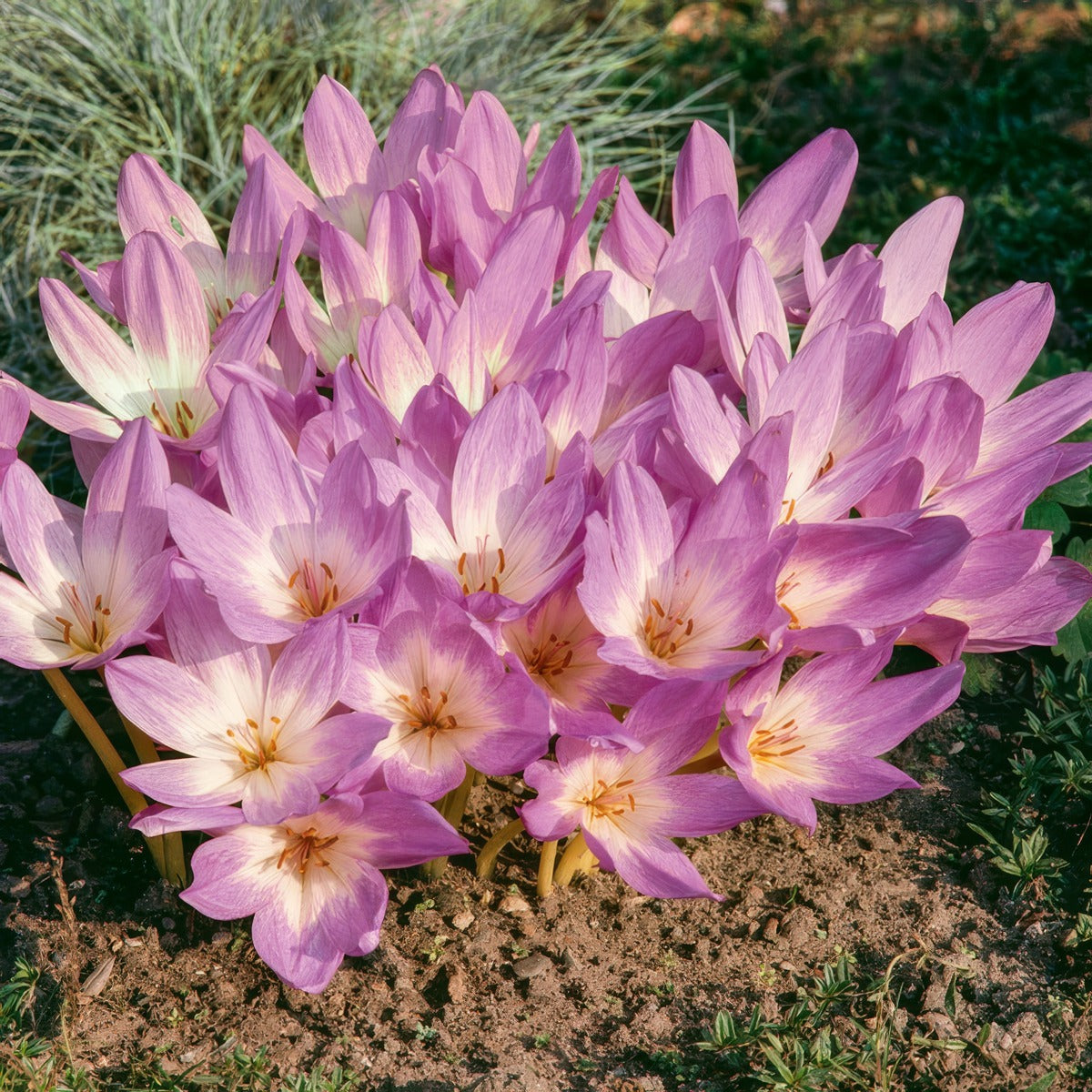 Colchicum Bornmeulleri 4 Pkcolbor - Garden Express Australia