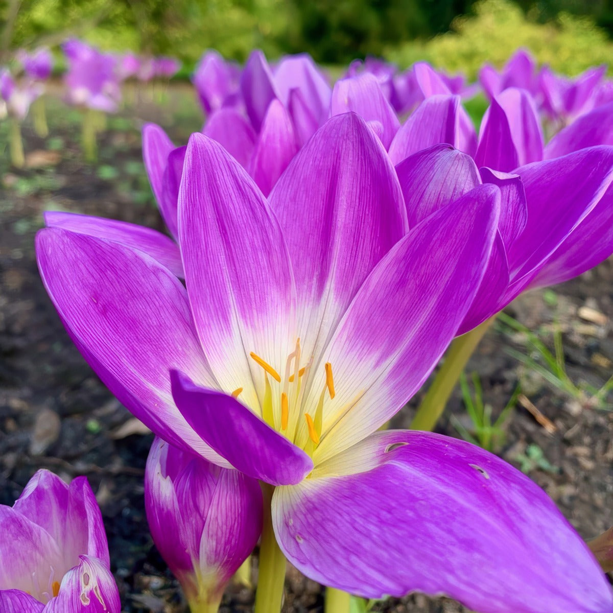 Colchicum Bornmeulleri 5 Pkcolbor - Garden Express Australia