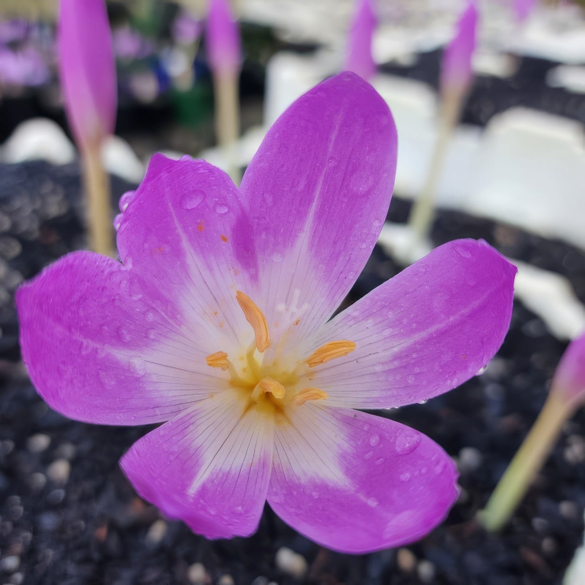 Colchicum Bornmeulleri Pkcolbor - Garden Express Australia