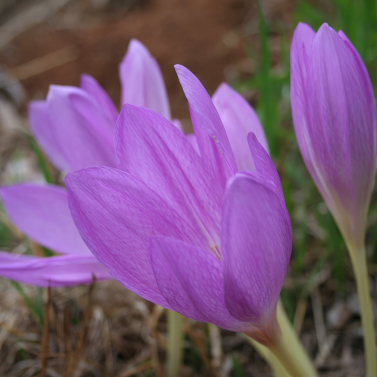 Colchicum Byzantinum Pkcolbyz - Garden Express Australia