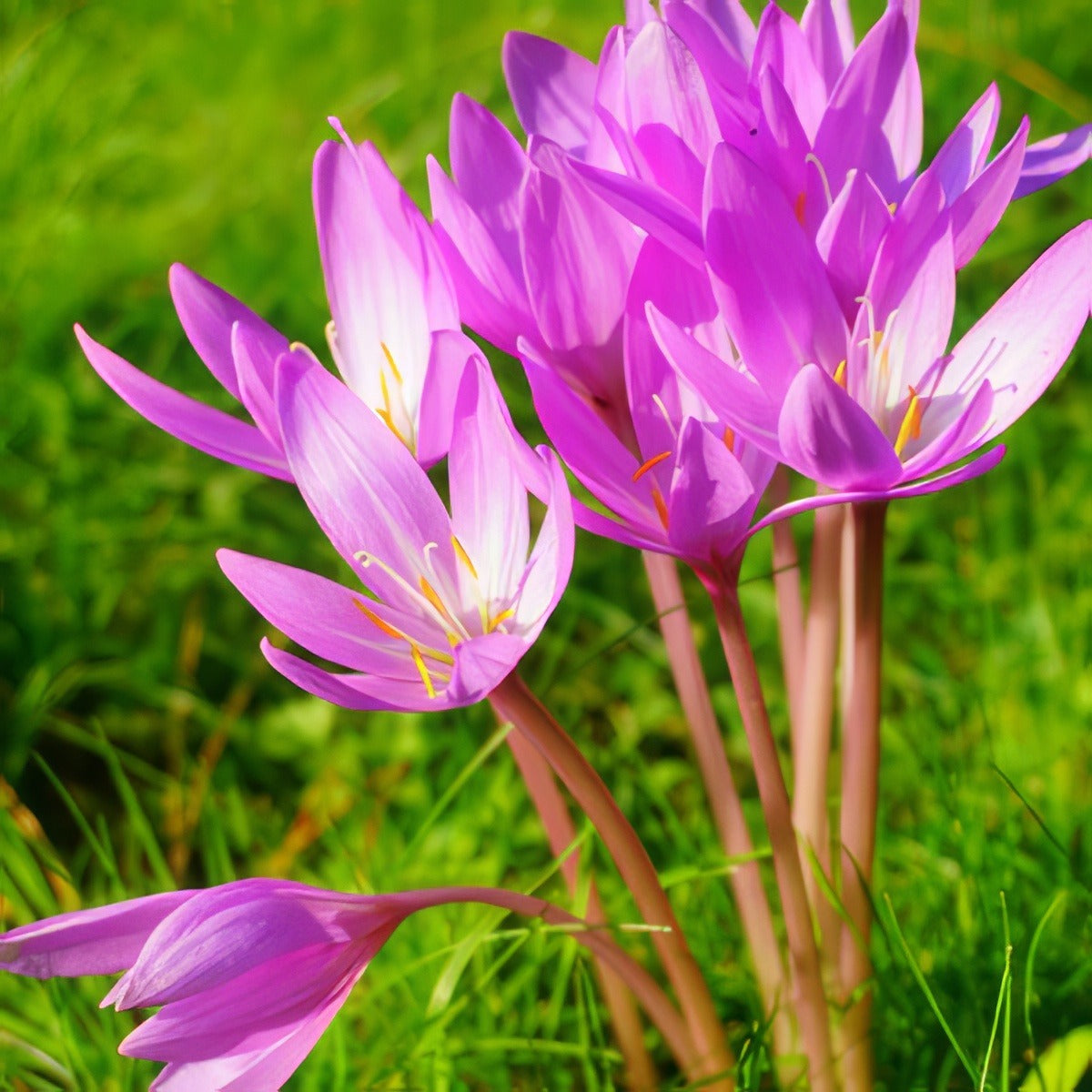 Colchicum Pkcolchi 2018 - Garden Express Australia