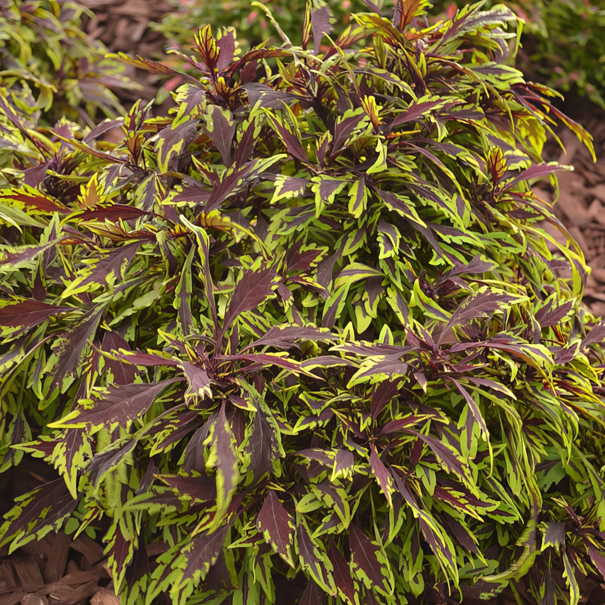 Coleus Flamethrower Chipotle P10colfch - Garden Express Australia