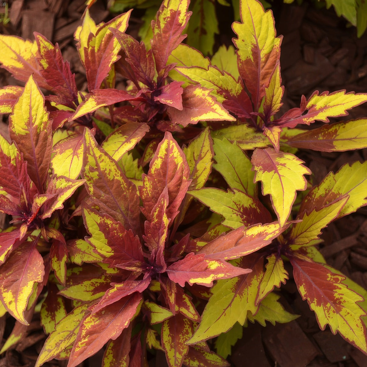 Coleus Flamethrower Spiced Curry P1colfsc - Garden Express Australia