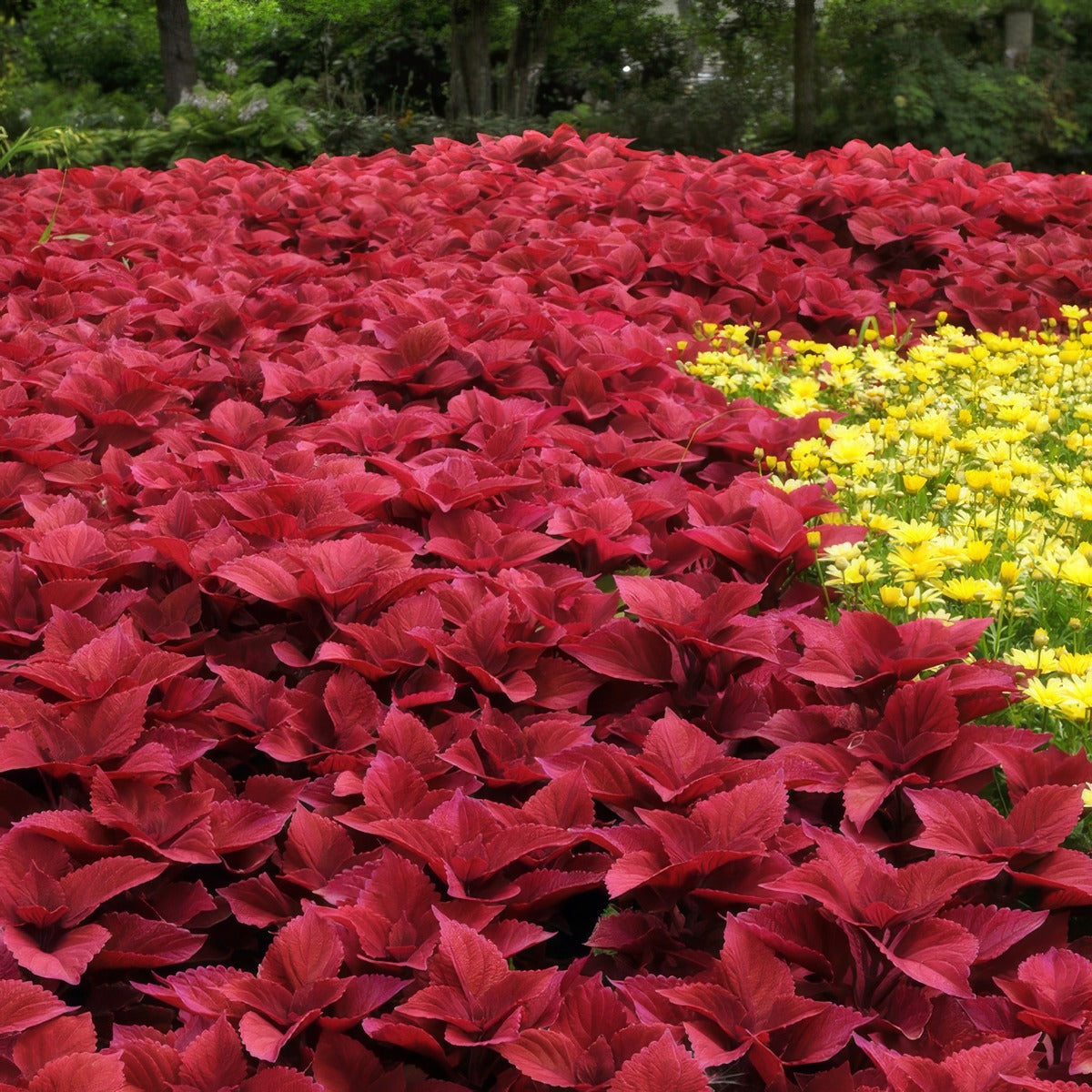 Coleus Redhead P10colrhe - Garden Express Australia