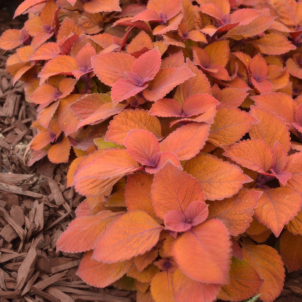 Coleus Campfire P10colcam - Garden Express Australia