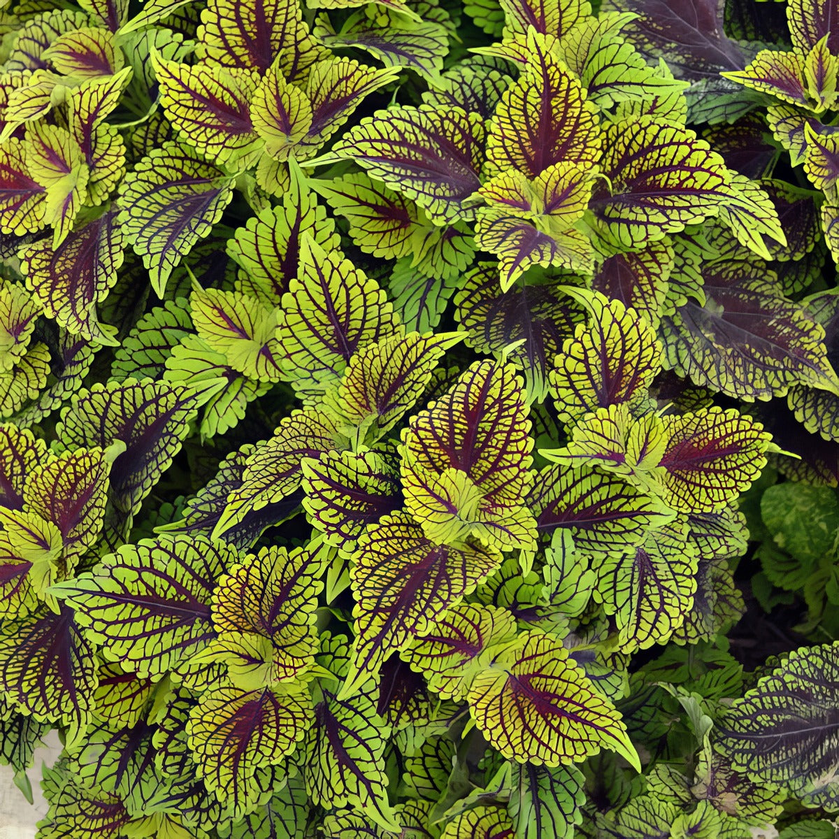 Coleus Coleosaurus P10colcol - Garden Express Australia