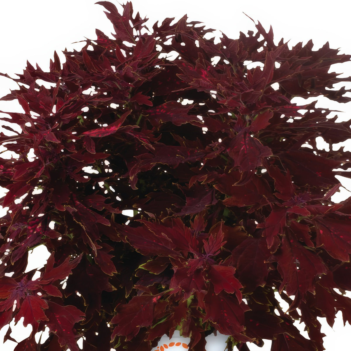 Coleus Down Town Dallas - Garden Express Australia