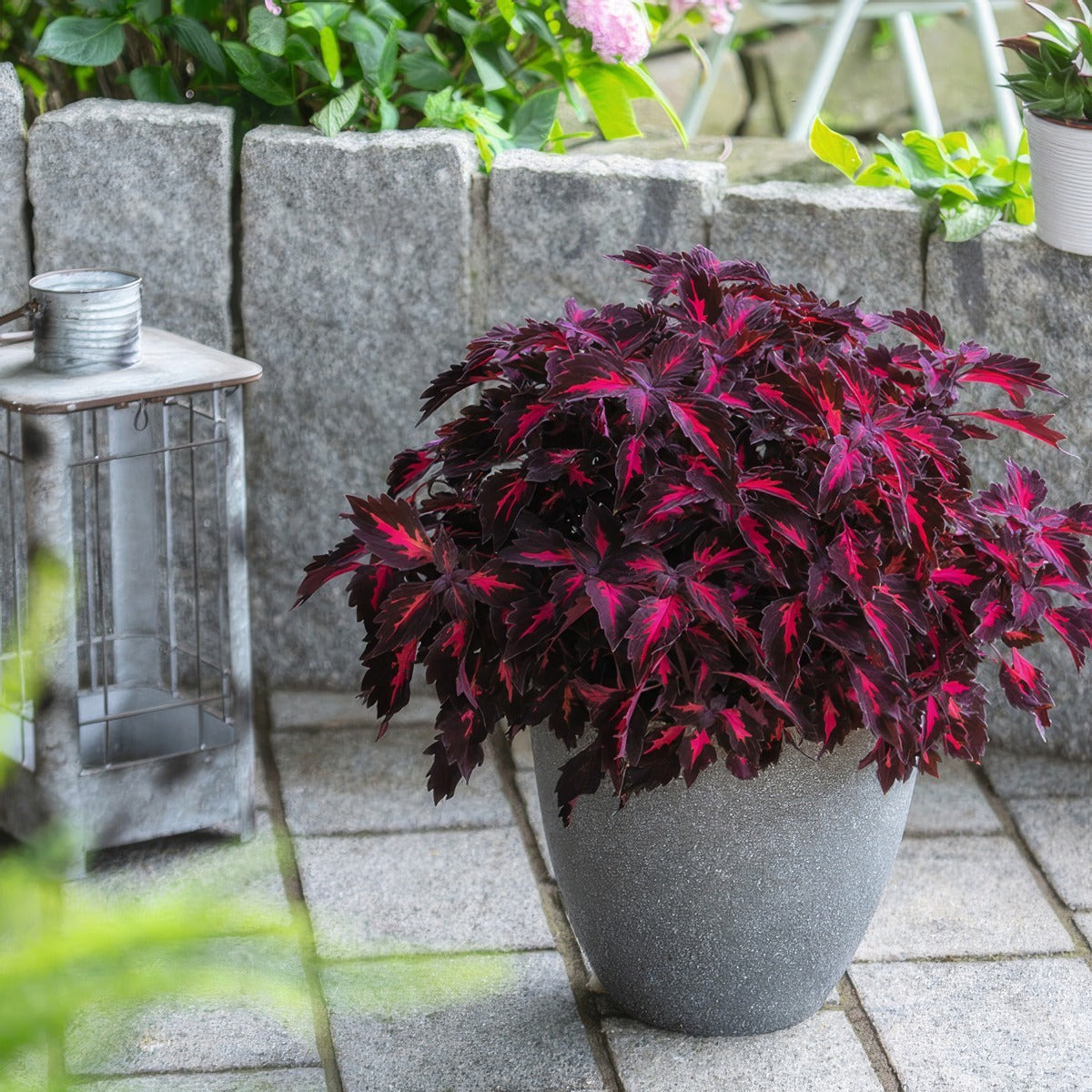 Coleus Stained Glass Window Royalty P68colsgr - Garden Express Australia