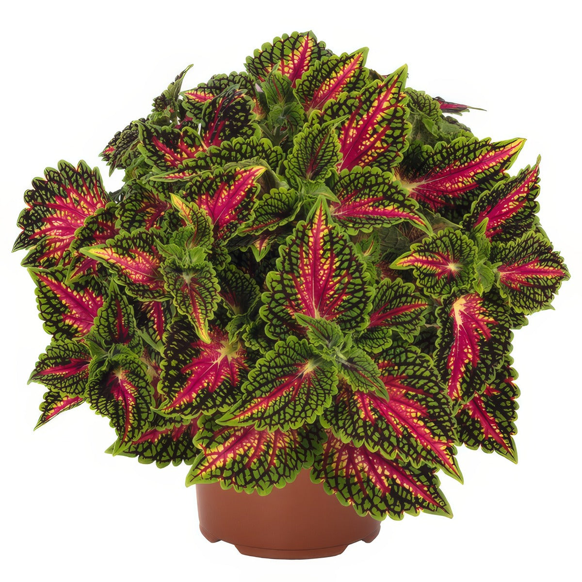 Coleus Stained Glass Window Spacecake - Garden Express Australia