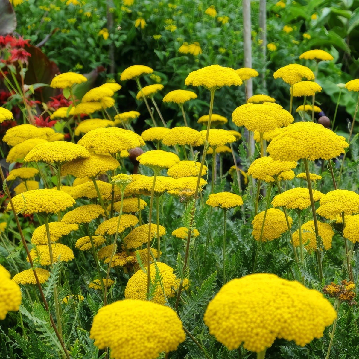 Achilla Cloth Of Gold Pkachcog 2026 - Garden Express Australia