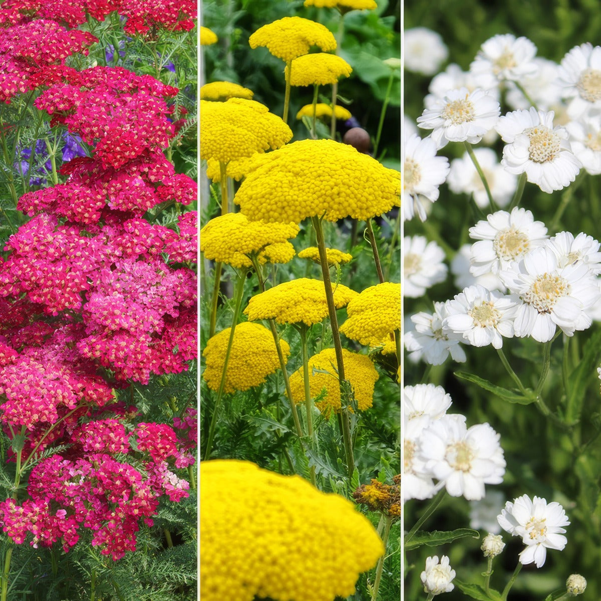 Achillea Coll Colachcol 2026 - Garden Express Australia