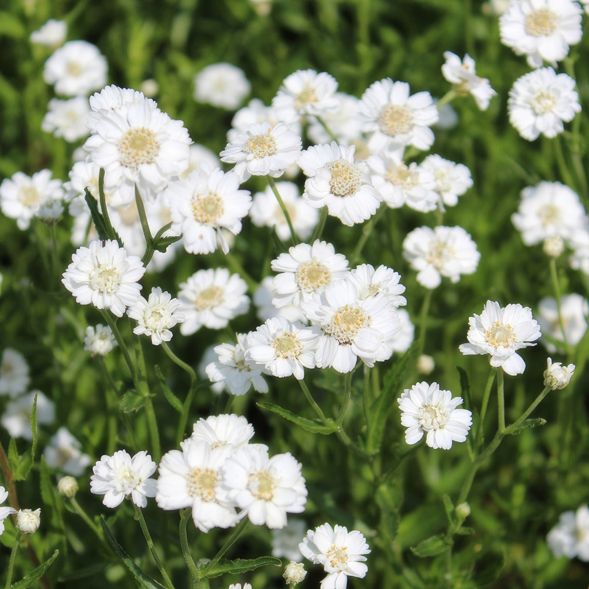 Achillea The Pearl Pkachtpa 2026 - Garden Express Australia