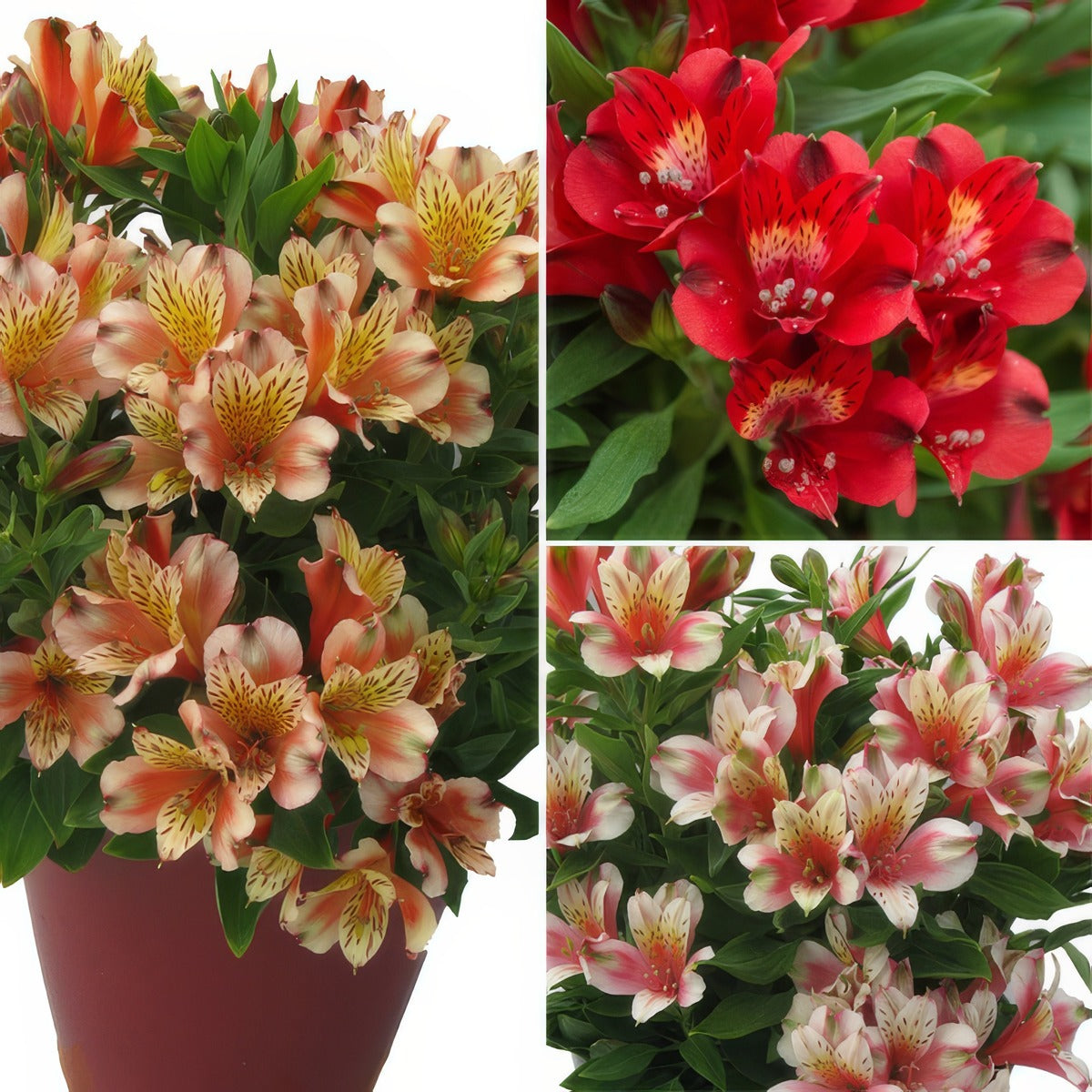 Alstroemeria Inca Collection 3 Colalsic3 - Garden Express Australia