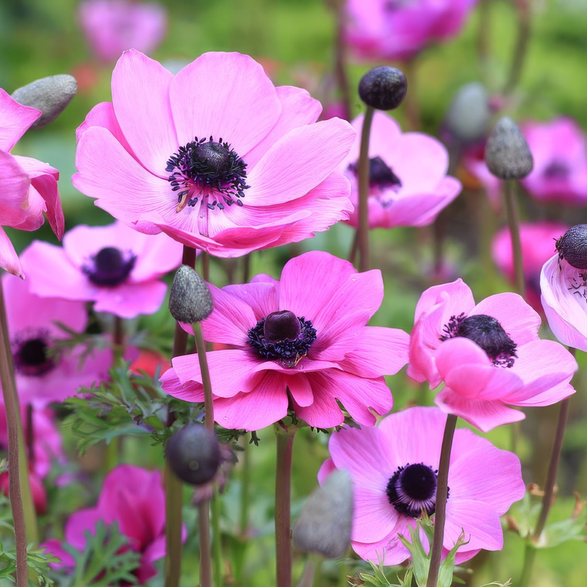 Anemone Poppy Pink Pkaneppi 2025 - Garden Express Australia