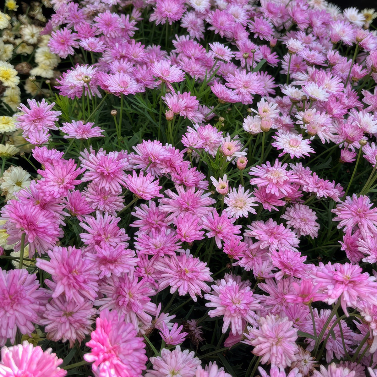 Argyranthemum Aramis Double Pink - Garden Express Australia