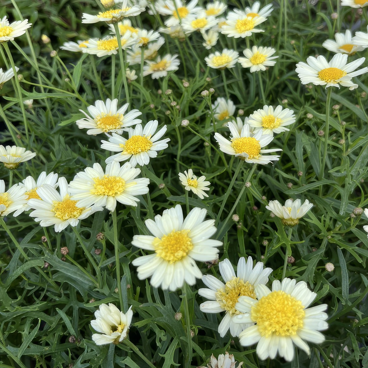 Argyranthemum Aramis Semi Double Lemon - Garden Express Australia