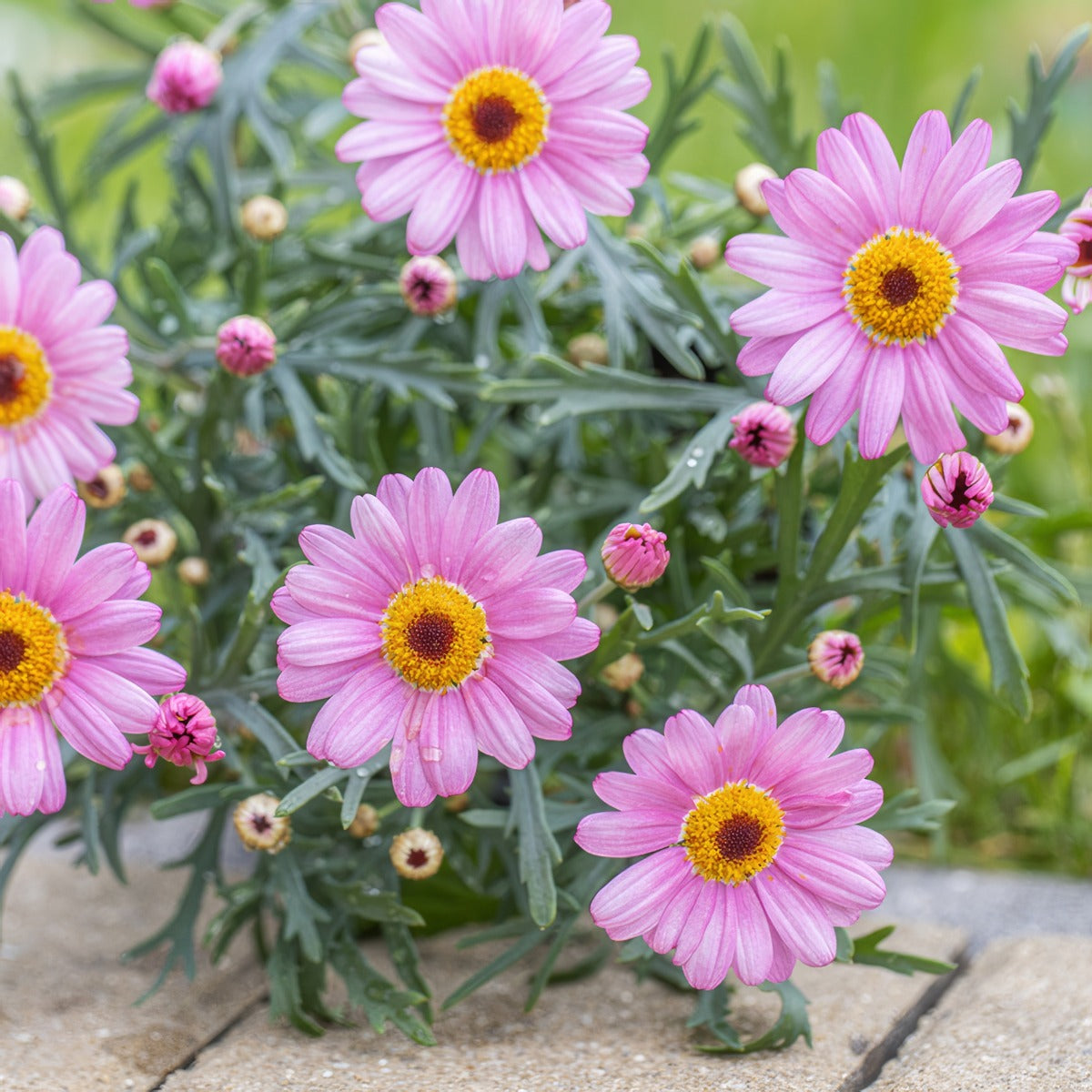 Argyranthemum Comet Pink - Garden Express Australia